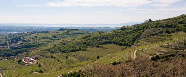 8° Tappa nella Mappa Strategica delle Imprese Vitivinicole